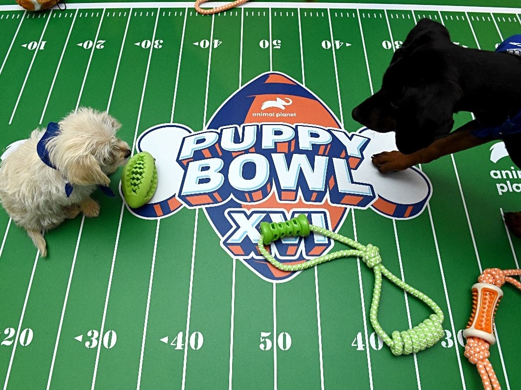 A graduate of the University of Mary Washington will be serving as a production coordinator for Puppy Bowl XVI.