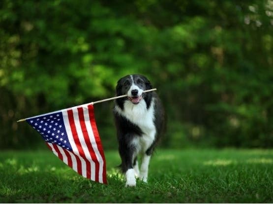 Illegal fireworks displays in cities and small towns across the country are extending what is typically a season of terror for many dogs. 