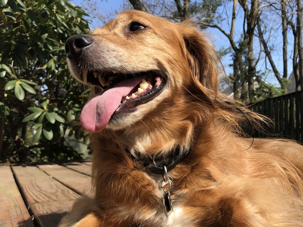 Aug. 26 is National Dog Day, and an increasing number of people in Fairfax and other U.S. cities are turning to new four-legged friends.