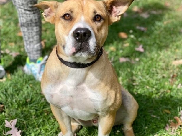 Baxter is available for adoption at the Hinsdale Humane Society. 