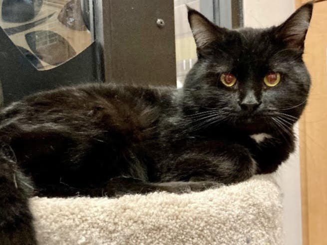 Panther is available for adoption at the Hinsdale Humane Society. 