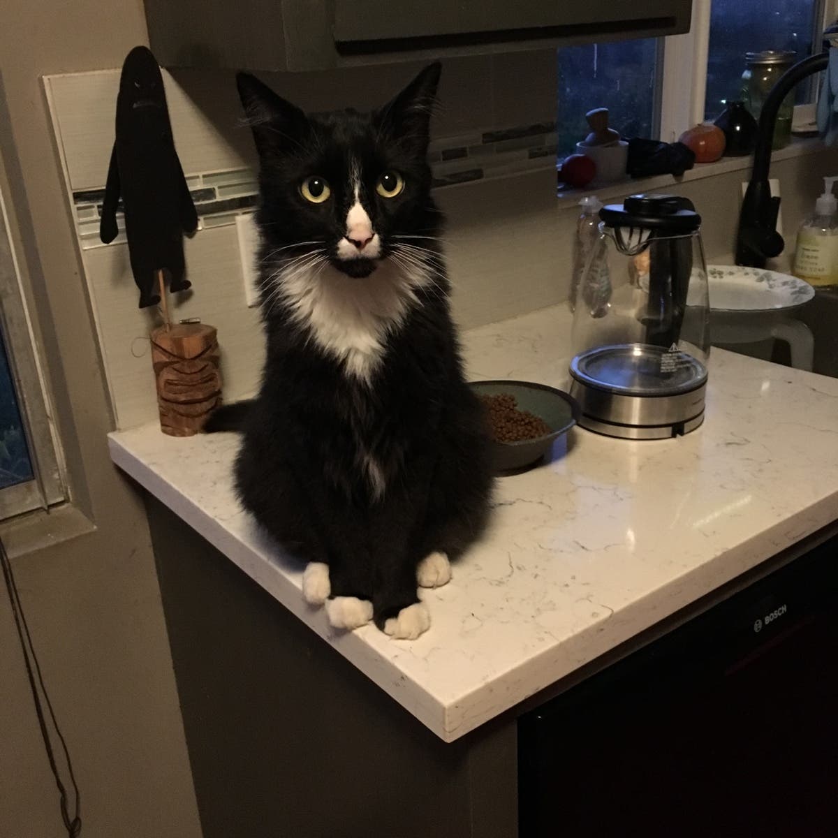 Missing tuxedo cat