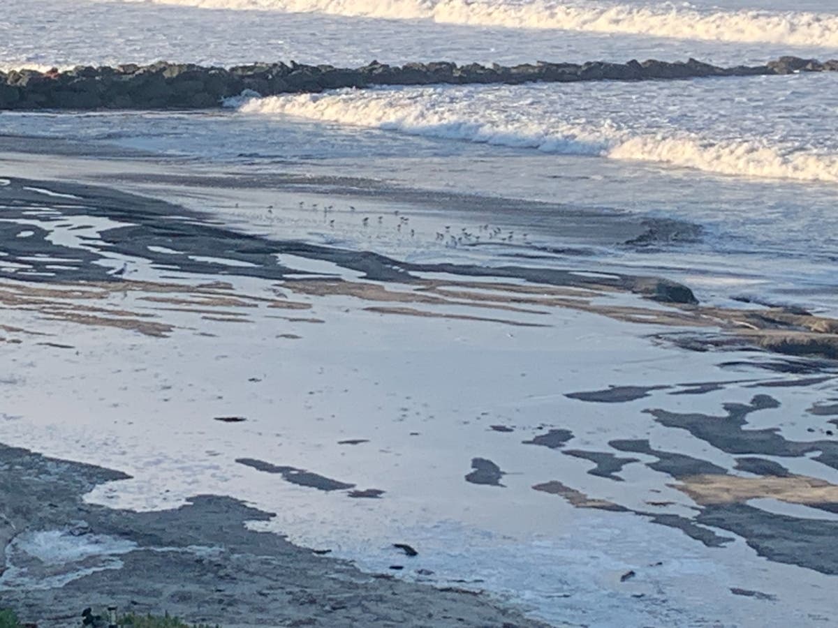 La Jolla Cove, Children's Pool Under Bacteria Advisory