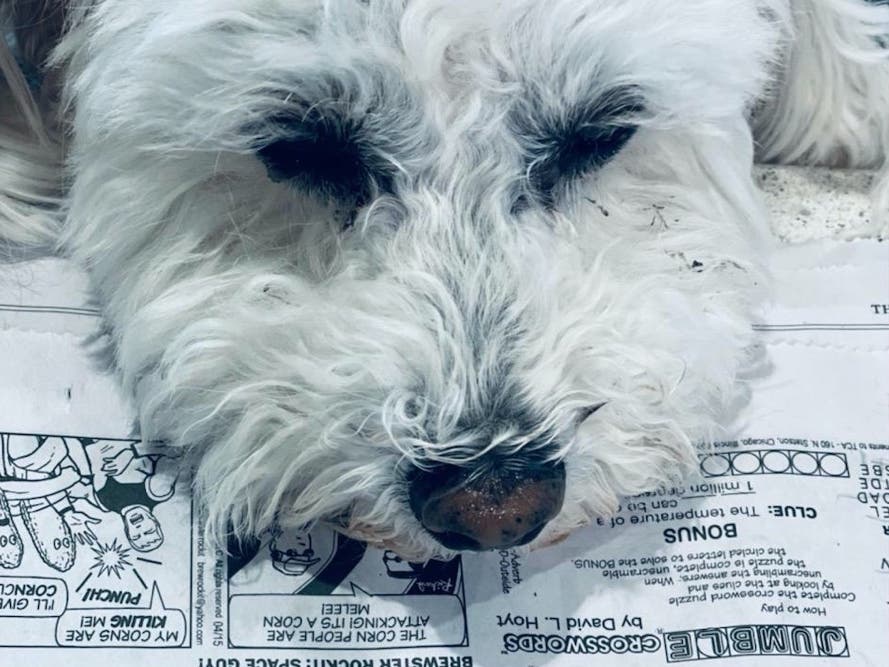 Kirby, an 11-pound Poodle-Bichon mix, is celebrating International Dog Day by doing what he does every day: being a friend to senior residents at The Providence, an assisted living and memory care community in Fairfax.