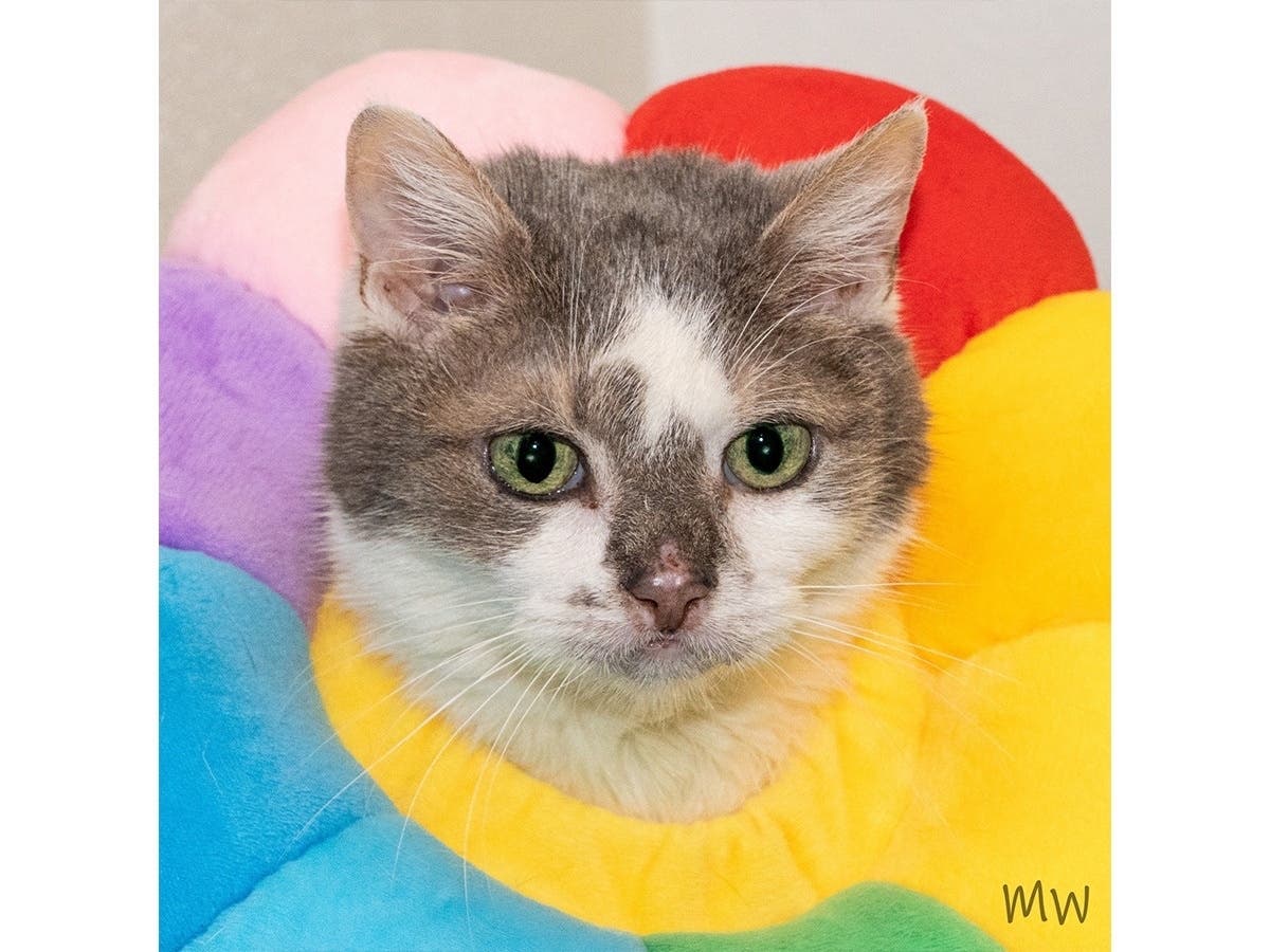 Sasha, an 8-year-old female cat, has been waiting to be adopted from the Fairfax County Animal Shelter since July 2022.