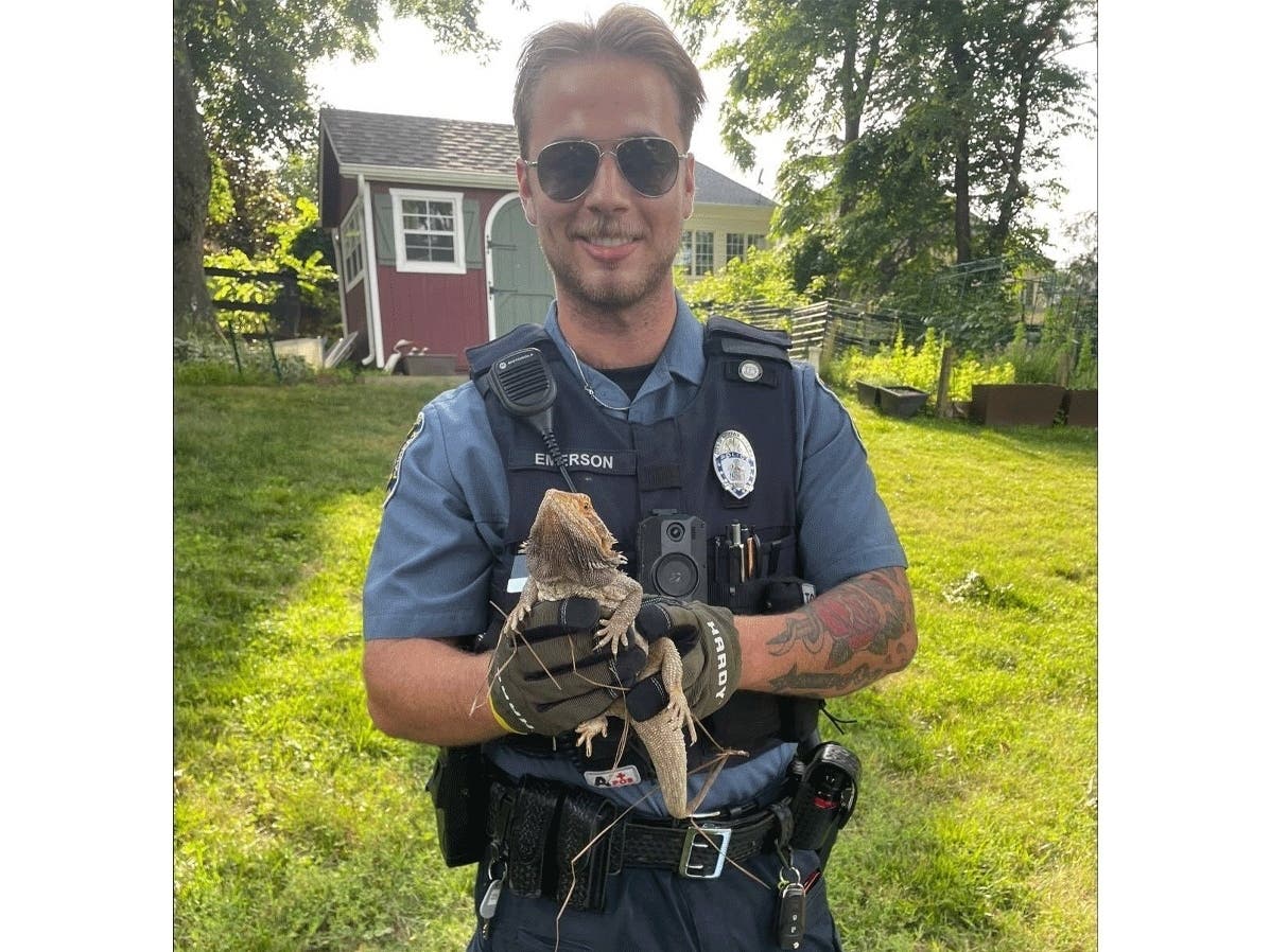 Officer Emerson of the City of Fairfax Police Department trapped Mary Ormand, the missing bearded dragon, in a city resident's garden off of Richard Avenue. 