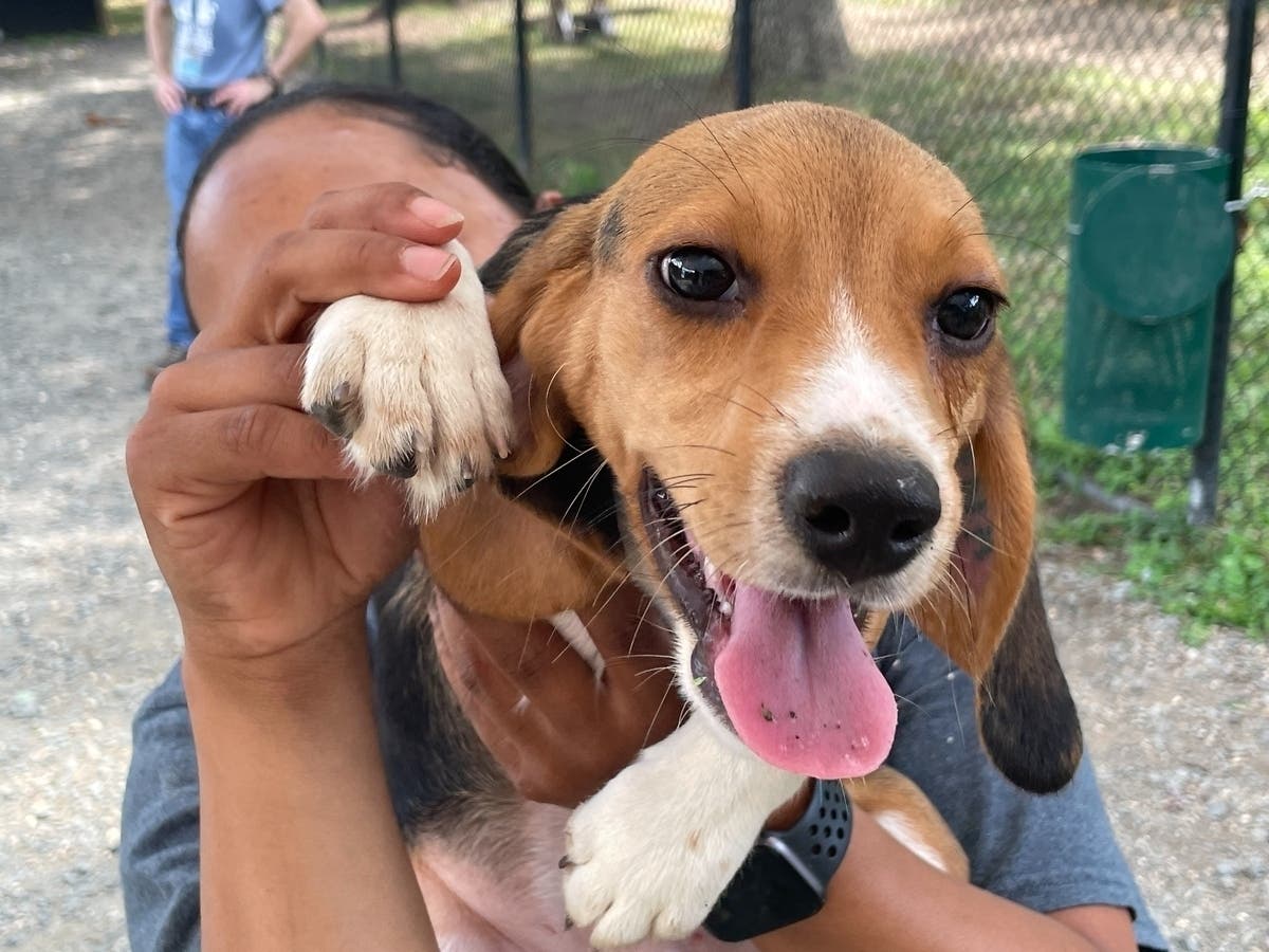 National Dog Day is this Saturday. Here's how Rockville dog lovers can get their pooch's picture shared in a Patch story.