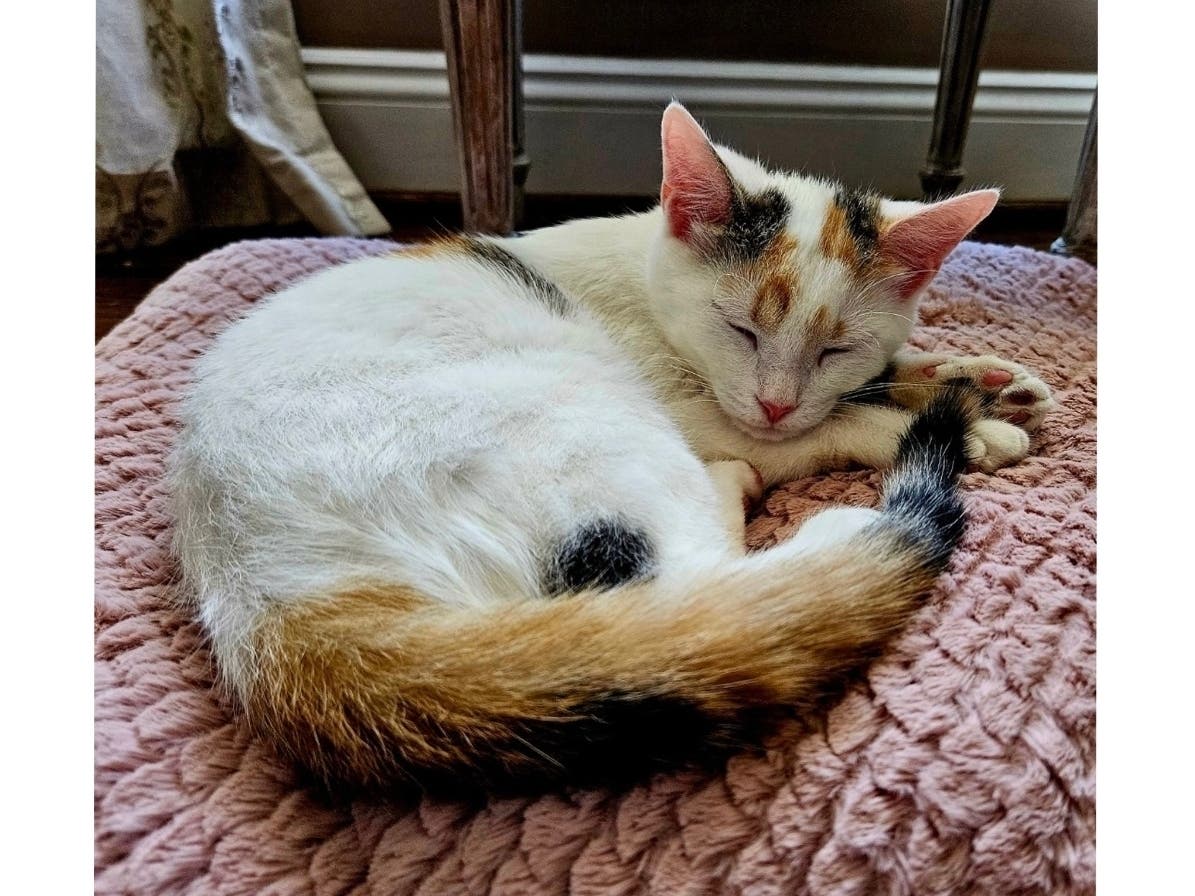 This is Lily. She is 6 months old , very energetic and playful. Loves to bird watch. — Maria Pereira, Fairfax City