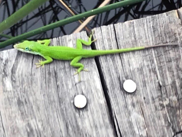 A Rappahannock Area Health District inspector reported seeing a dead lizard under a freezer at one Fredericksburg food establishment.