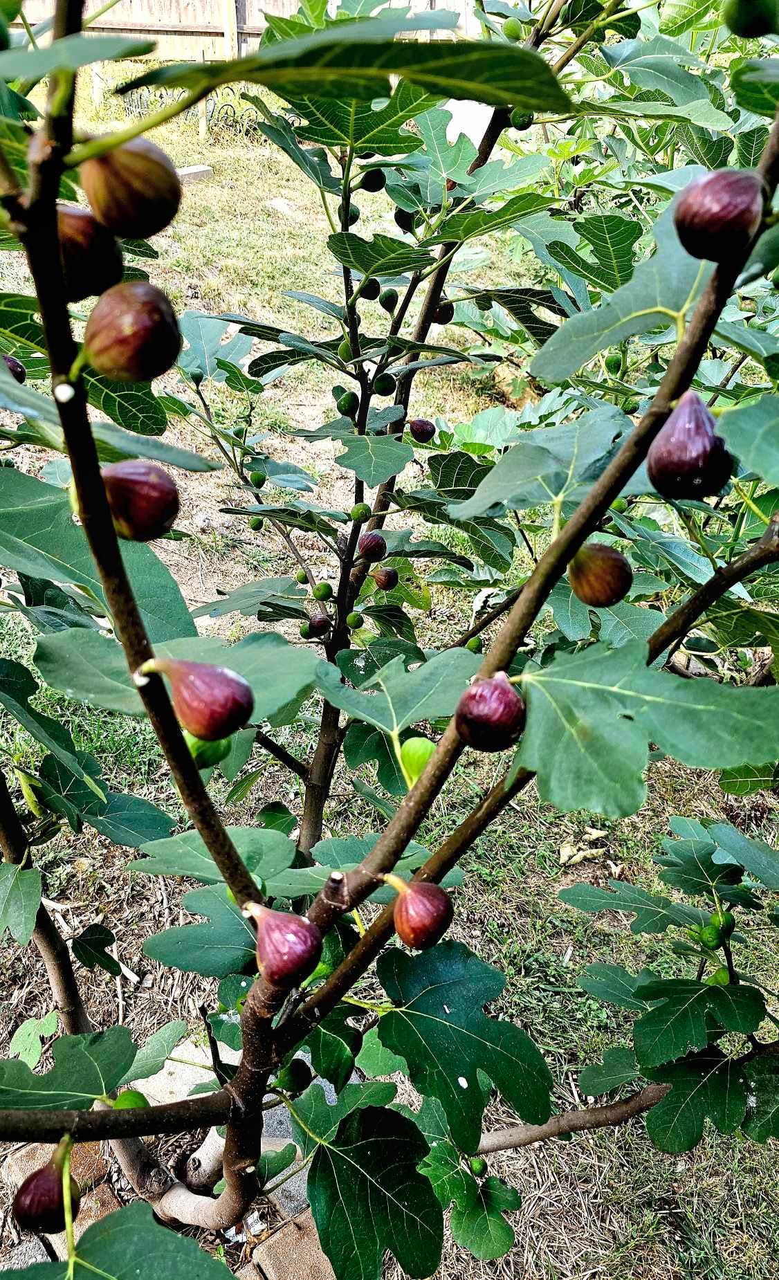 Pennsylvania Fig Festival