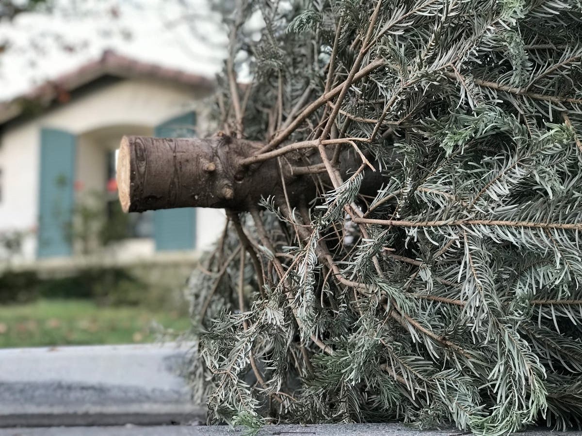 Livermore Sanitation will collect Christmas trees on regular service days from Jan. 2-13. 
