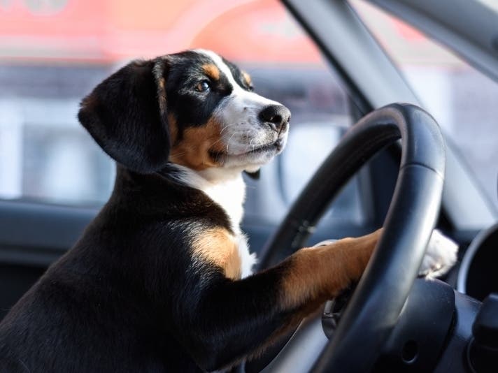 The Kane County Animal Control division is set to offer rabies vaccines at a drive-thru clinic Saturday in Geneva.