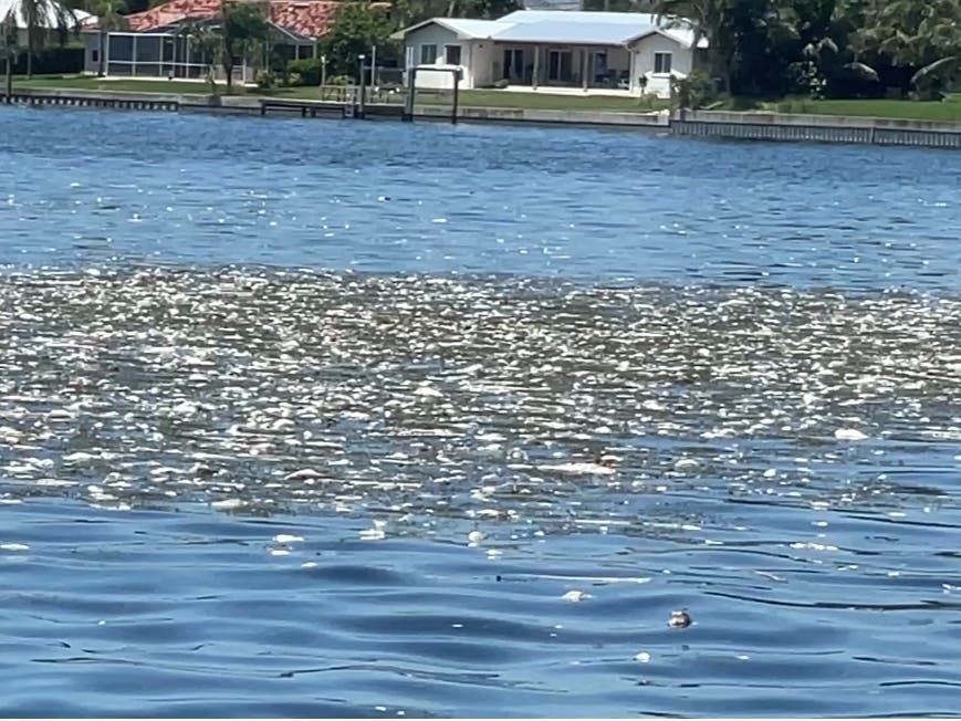 Fifteen tons of dead fish have been cleaned up out of St. Petersburg waterways since June 30, according to the city. About 120 city staff workers' jobs have been redirected to help with the foul-smelling cleanup. 