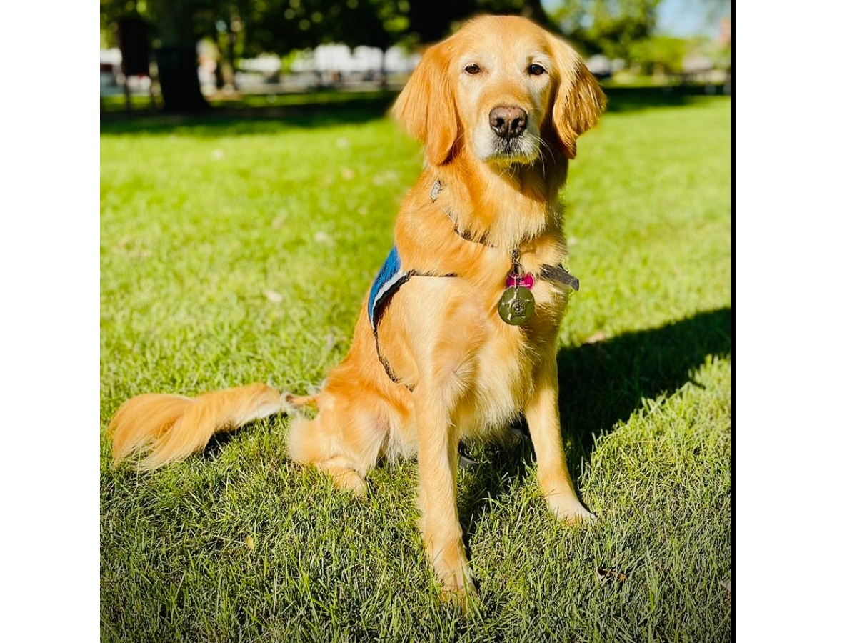 Therapy K9 Chloe became the Northbrook Police Department's first-ever threapy dog in 2021.