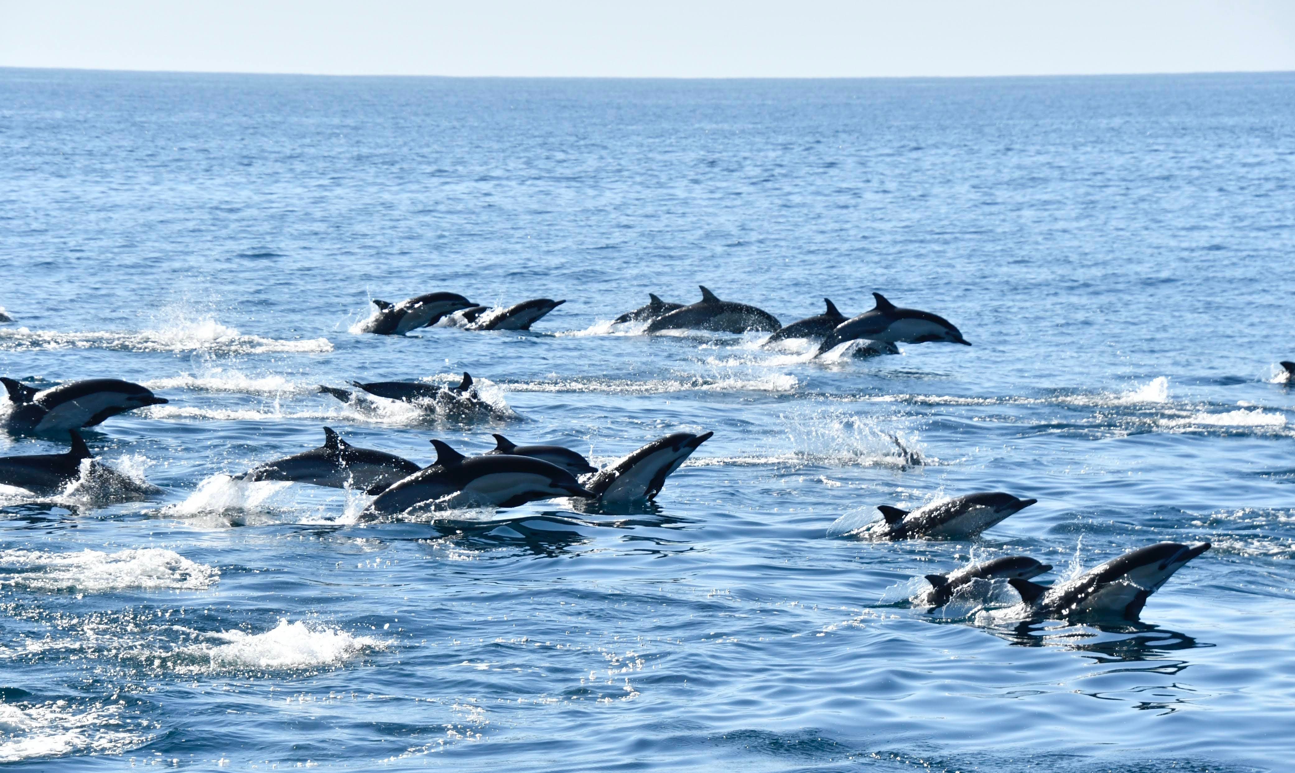 Half Priced Whale Watching on a TUESDAY!