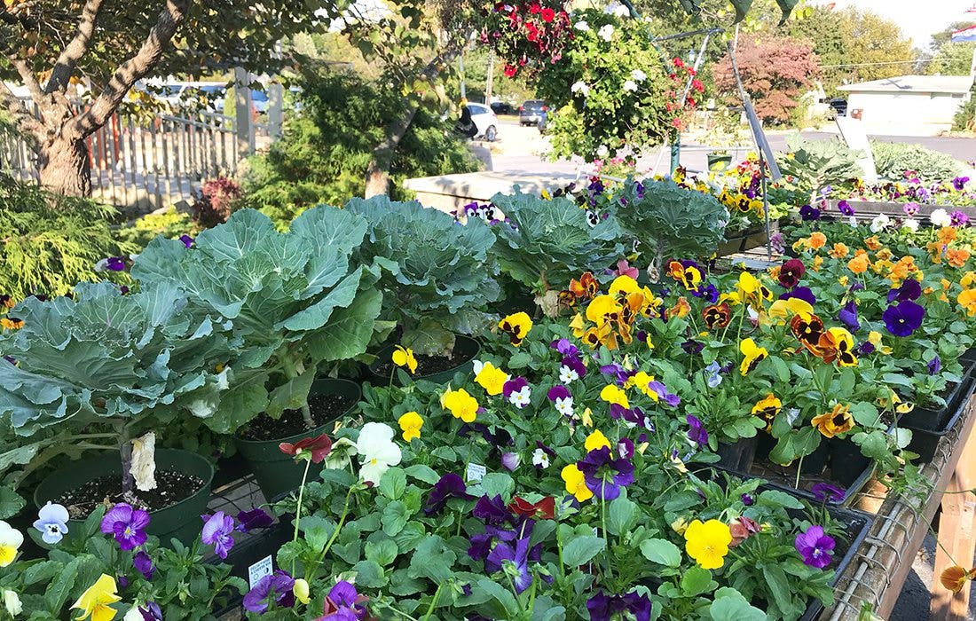 Join the Naperville Plant Club and Pre-Order your Fall Annuals Today!  