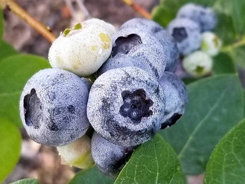 Check out a blueberry harvest in Maryland this weekend and leave with a basket of fresh fruit. There will also be a breakfast at the farm that can be reserved in advance. Check out more MD weekend events below.