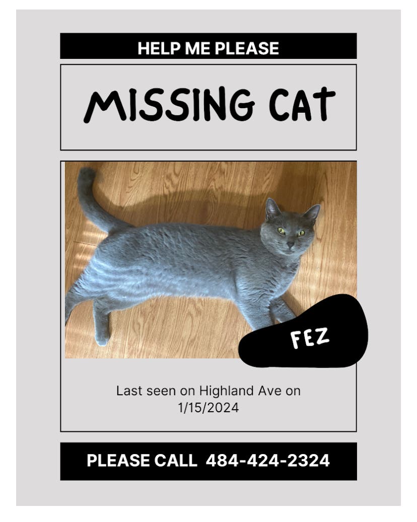 Lost cat! 