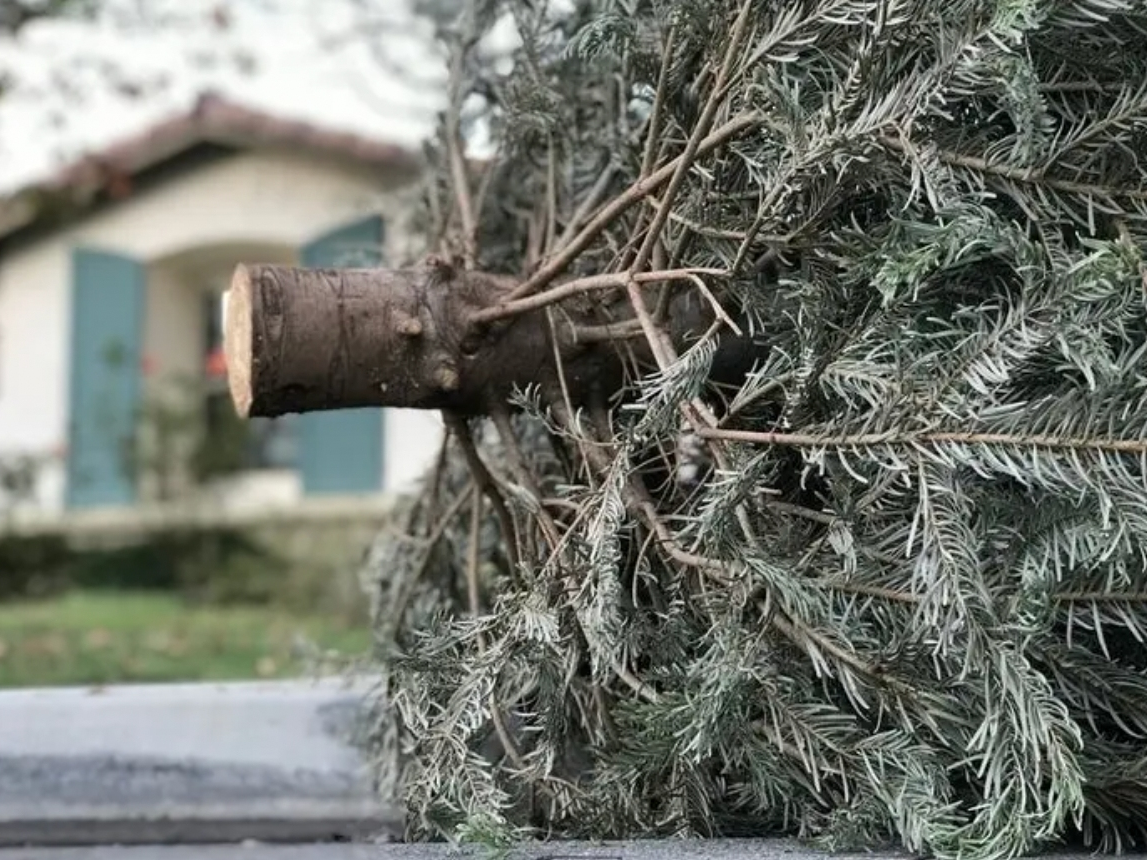 As we ring in the new year, live Christmas trees can pose a fire hazard. Here's how to get rid of your tree safely: