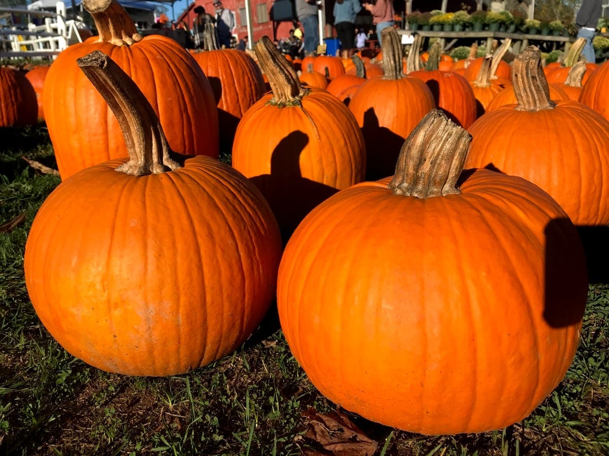 Whether you’re planning to bake a pie, carve a jack-o’-lantern or just add some festive flair to your stoop, there are plenty of places to pick up a pumpkin near Odenton and Severn.