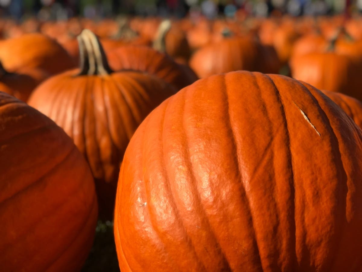 Pumpkin prices in the Odenton-Severn area may vary, but recent numbers can give people an idea of how much to expect to pay before heading out to the fields and patches. 