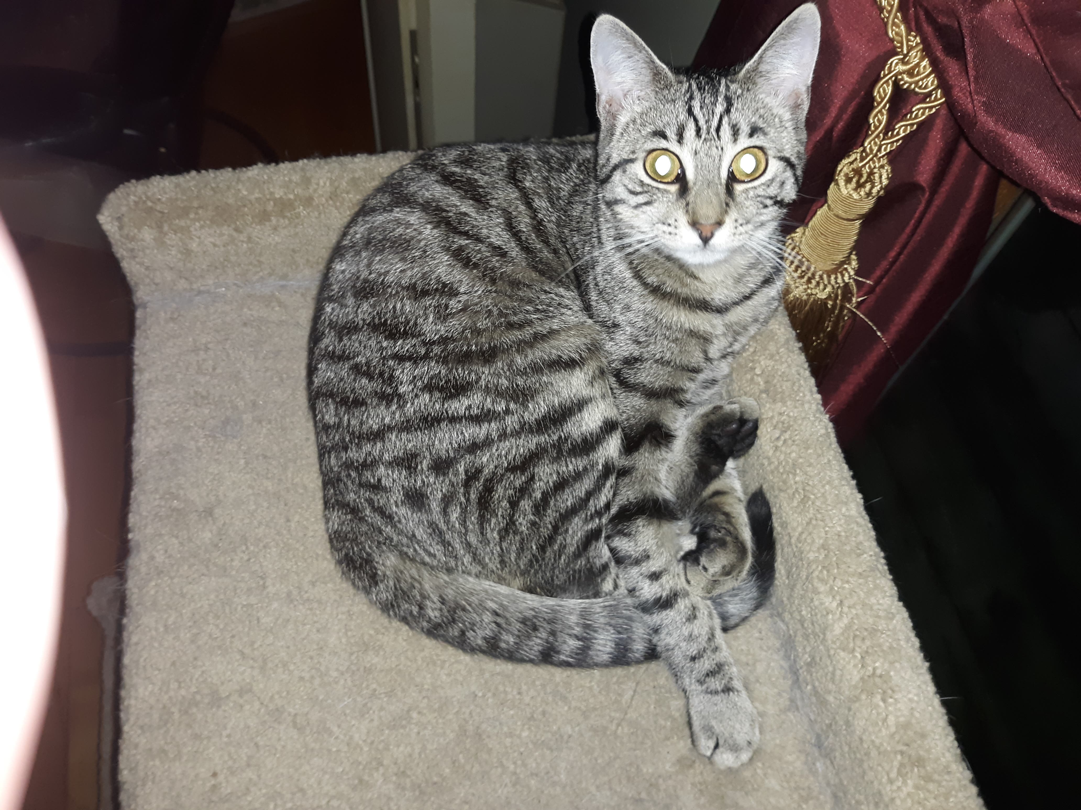 Lost small silver tabby cat - Sylvia & Bayberry June 8th-she is home safe and sound