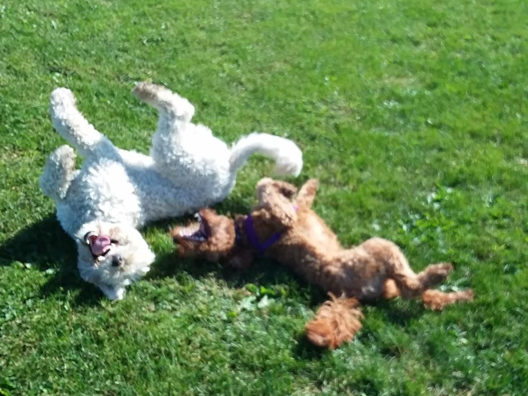 Doggy Daycare, Boarding for Non-shedding Dogs