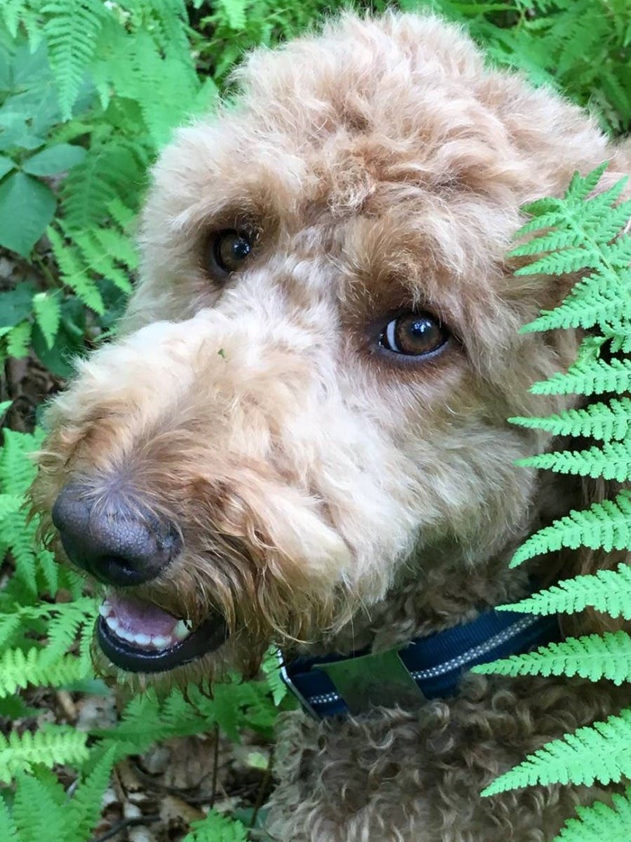 Doggy Daycare and Boarding for Non-shedding Dogs