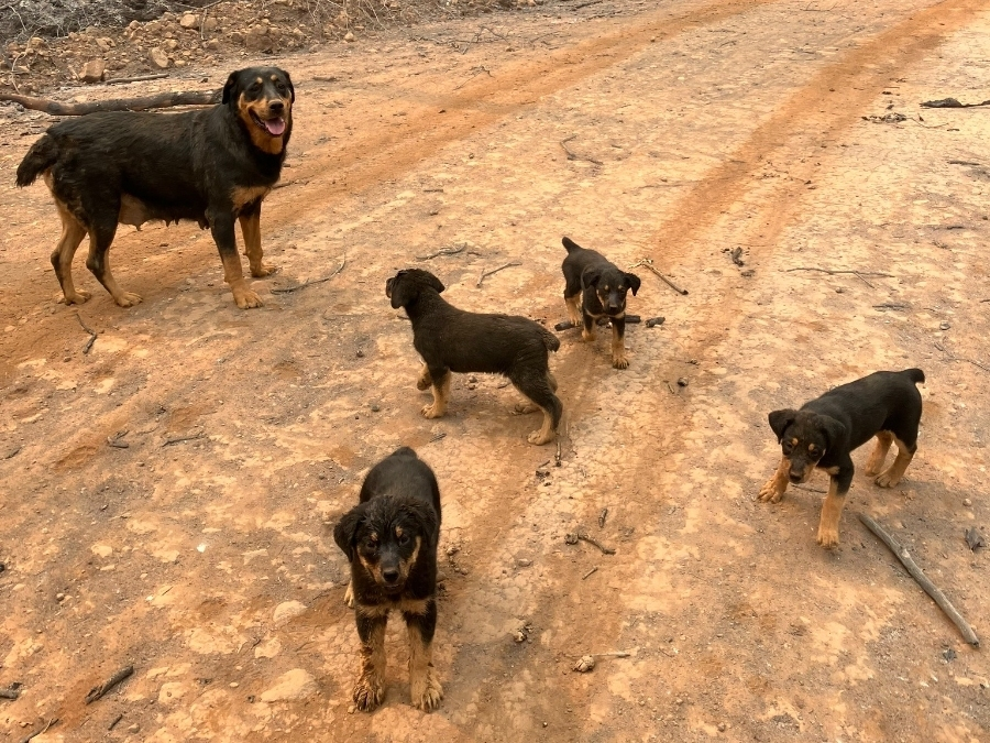 Five Rottweilers survived several days on a remote road after they were stranded with a disabled truck as residents fled the Park Fire.