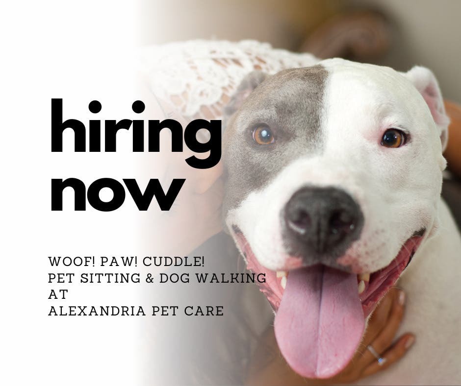 HIRING DAY at Alexandria Pet Care for experienced pet sitters and dog walkers