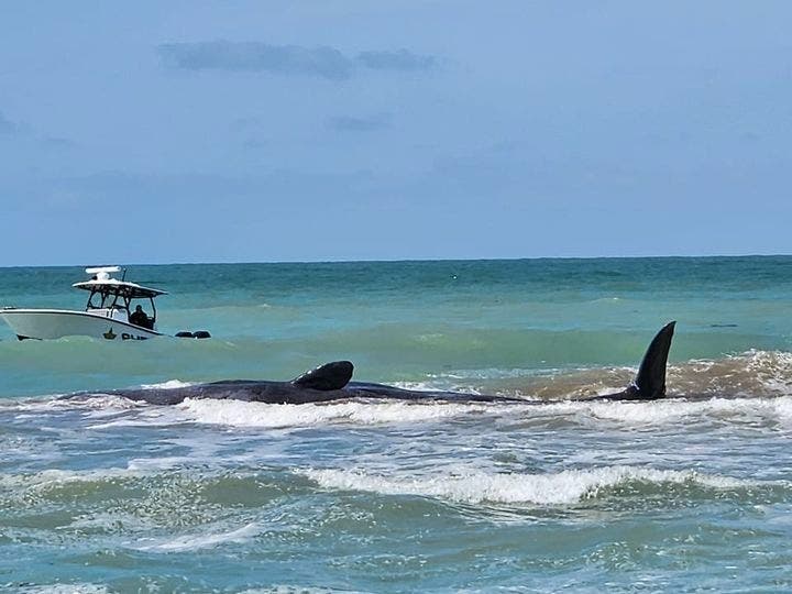 A 50-foot beached sperm whale is in distress at Service Club Park in Venice “as nature takes its course,” police said.