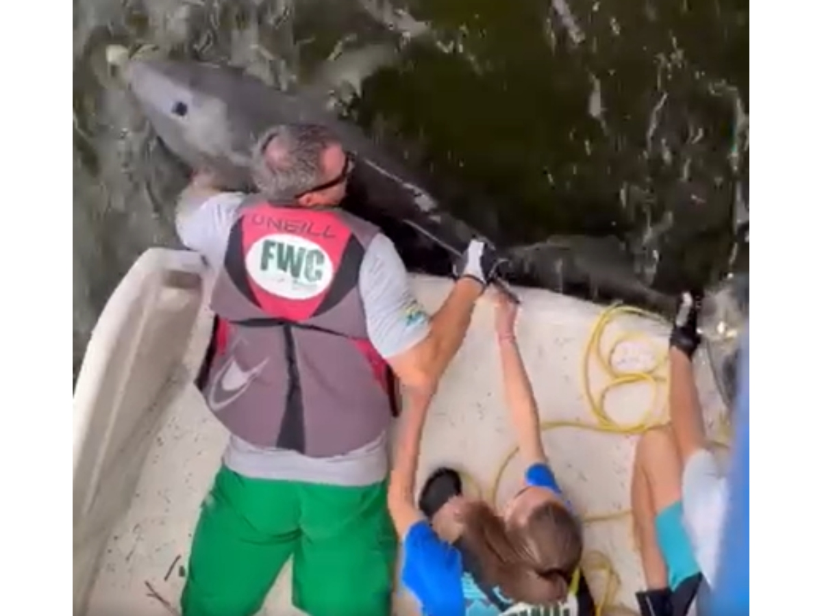 Dolphin Freed After Getting Caught In Illegal Net In St. Pete: Watch