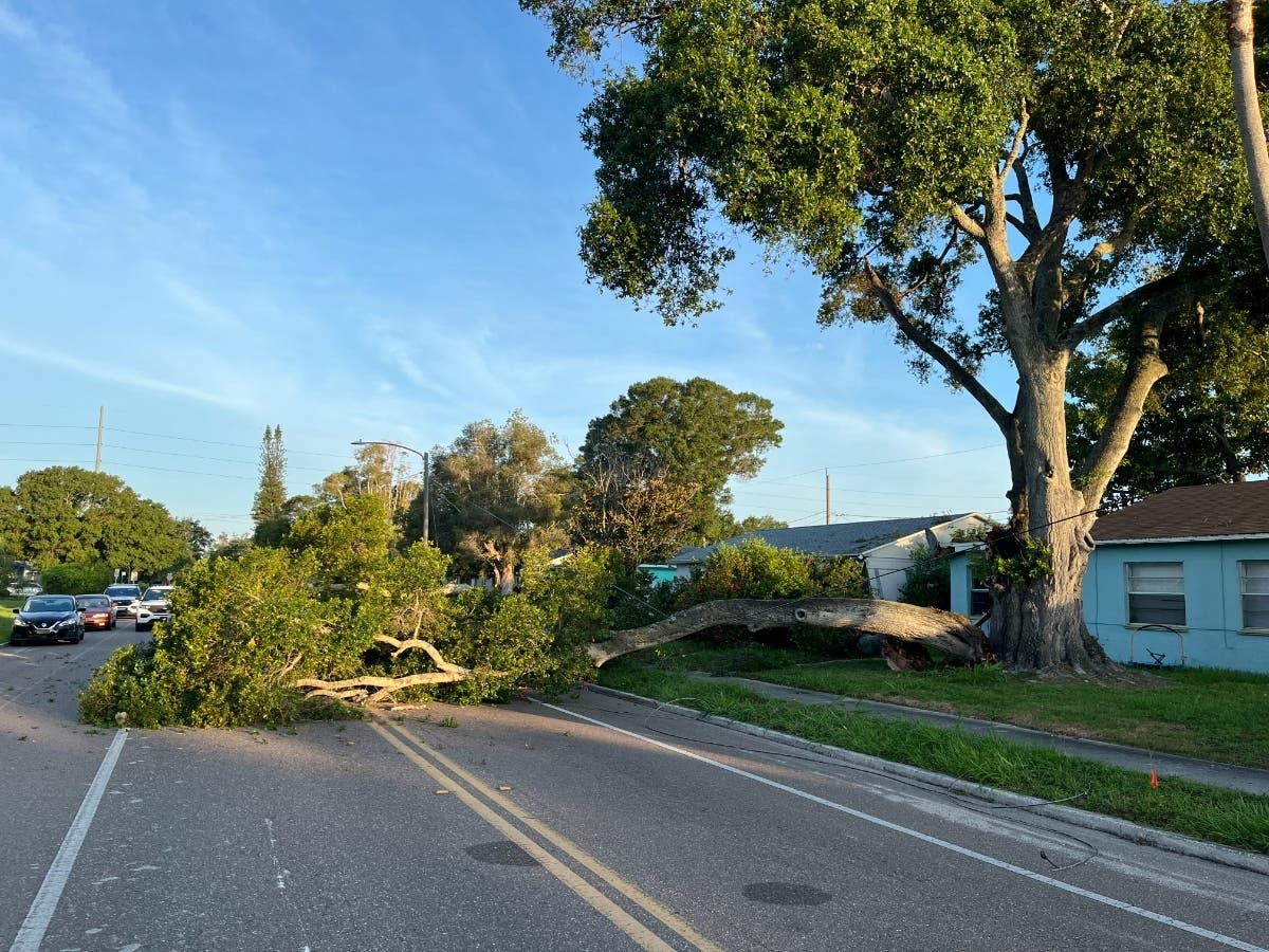 Woman Trapped Under Fallen Tree Branch Rescued: St. Pete Police