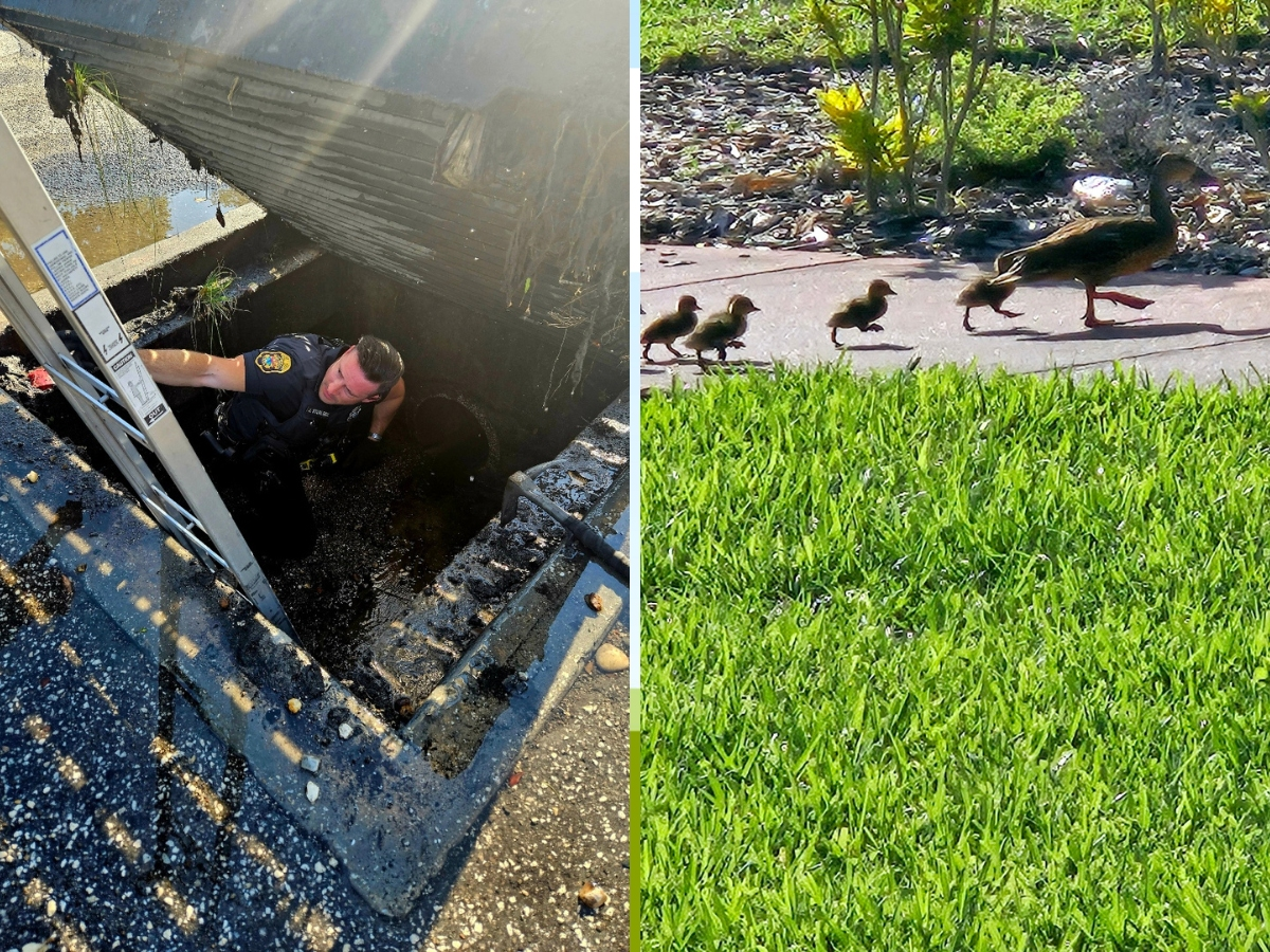 Ducklings Rescued From Storm Drain: Clearwater Police