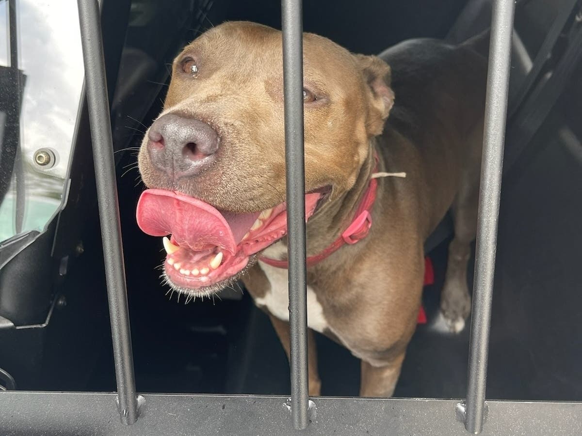 An officer smashed a window to help the dog who was locked in a hot car in 90-degree weather, Bradenton police said.