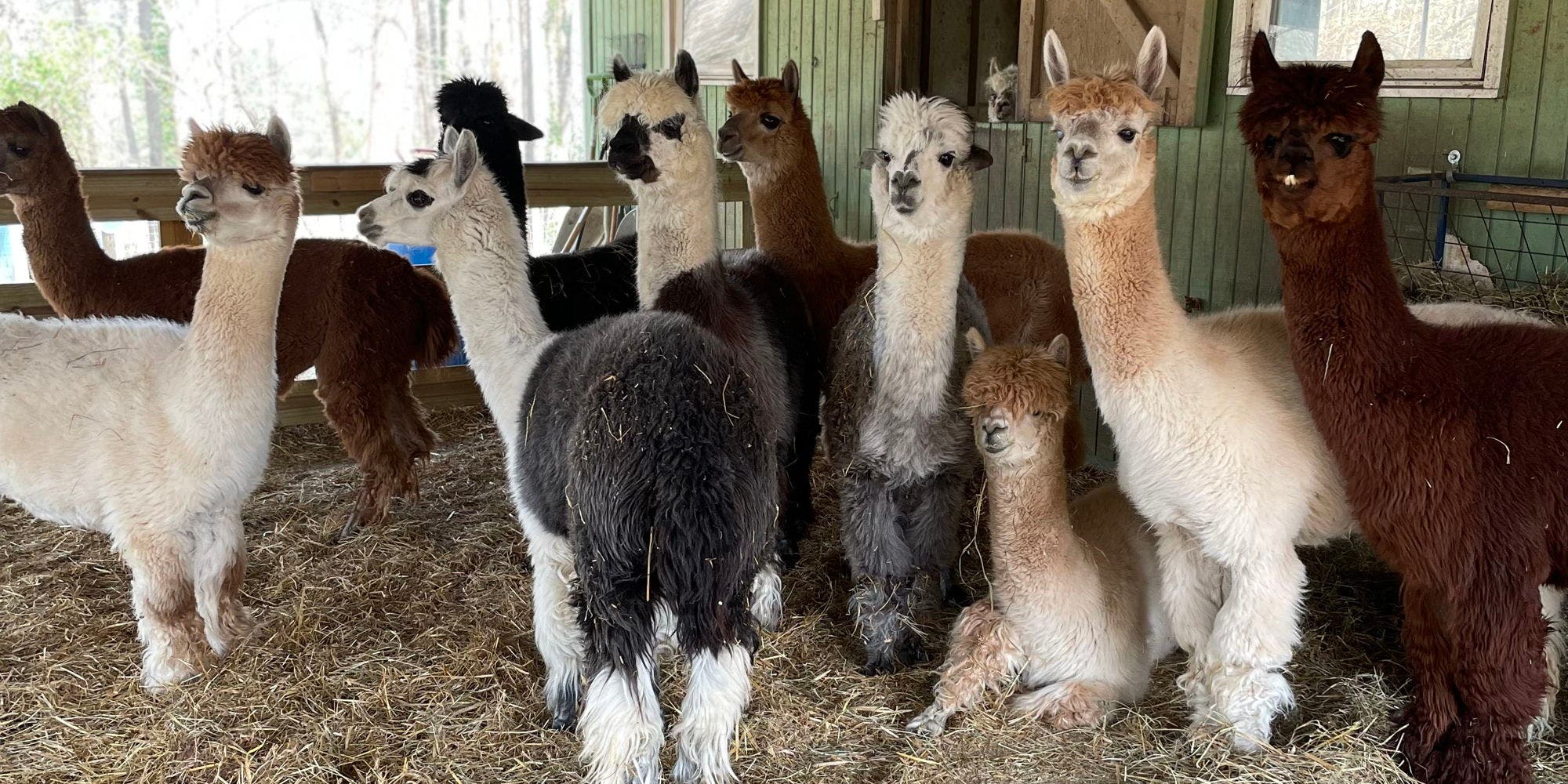 Weekend Creekwater Alpaca Farm Barn Tour