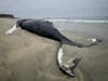 Whale Safe hopes to prevent whale strikes like the one that killed Fran, a humpback whale who was found dead at Manhattan Beach in Half Moon Bay, California in August.
