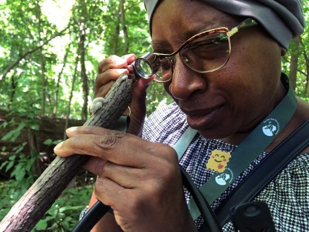 New York Mycological Society member Vivian Young examines a fungus during a walk in Van Cortlandt Park in The Bronx, June 16, 2024.