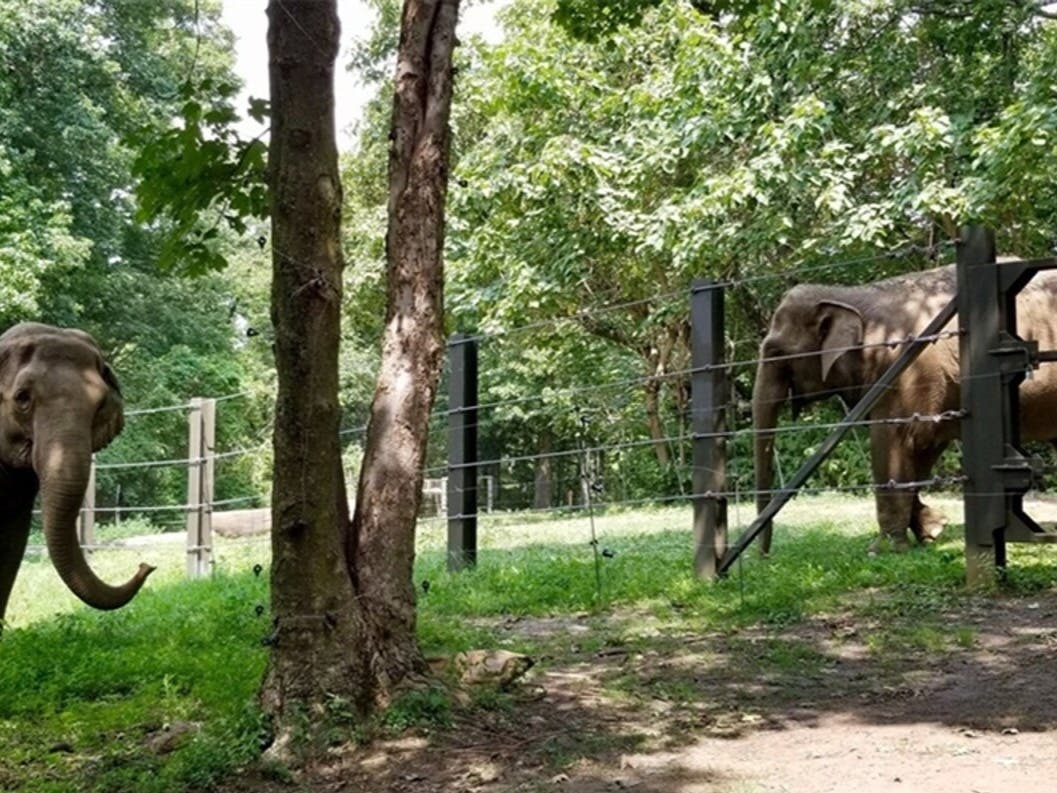 Bronx Zoo elephants Happy, left, and Patty hang near each other in 2020.