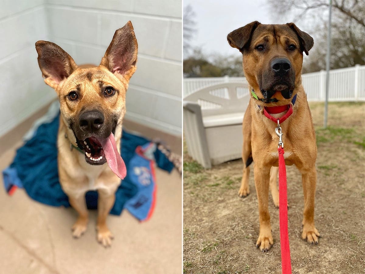 Rescue Us: Pocari And Noodle Are Sweet Pups Who Need Homes