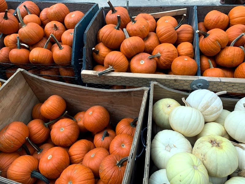 White pumpkins, shown here at a patch in California, have become a more common sight at fields in and near Monrovia every fall. A white jack-o’-lantern may be the best way to give trick-or-treaters a start.