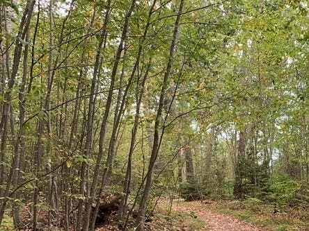 Westchester Land Trust Protects 15-Acre Bedford Woods