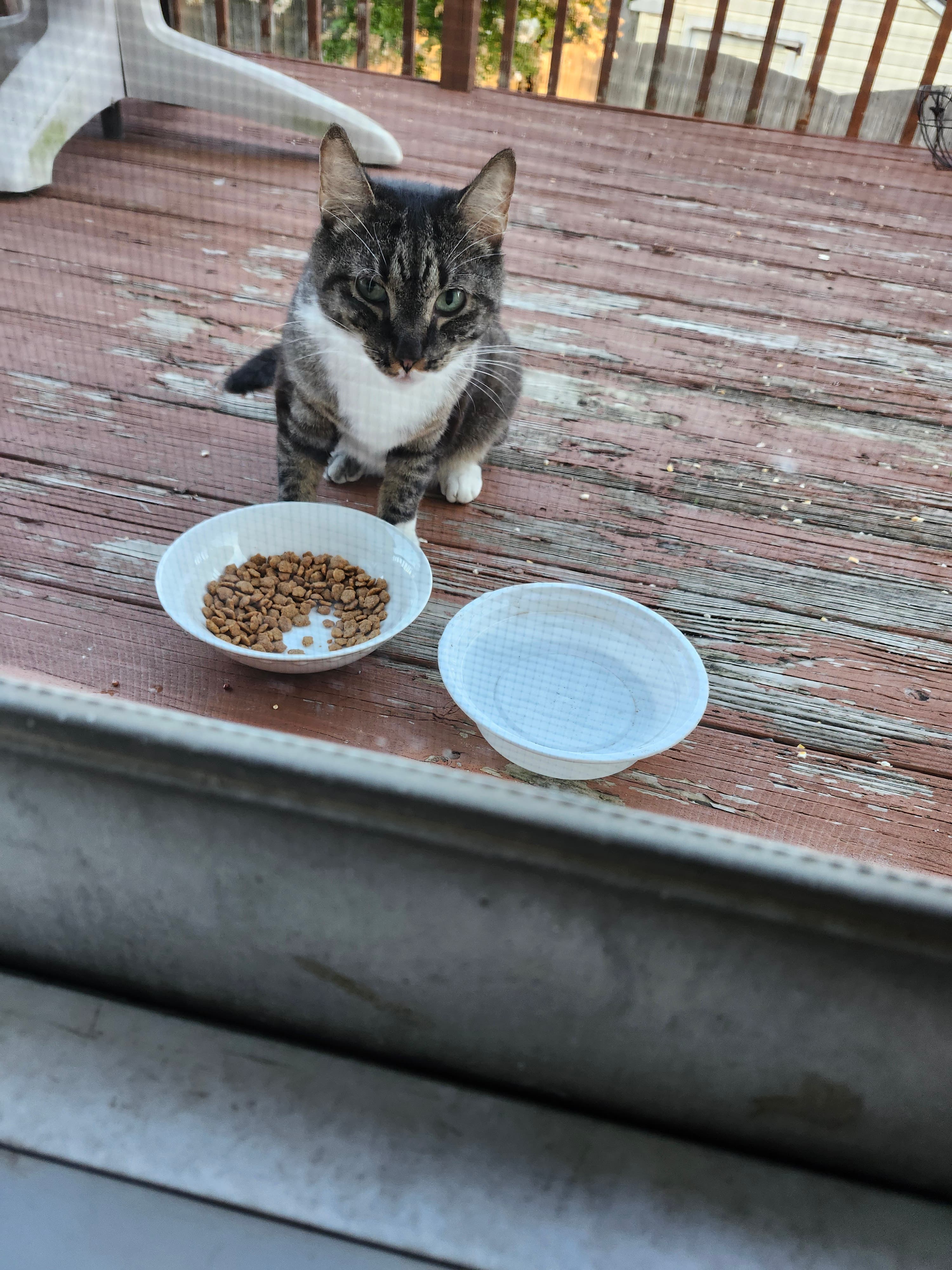 Found a Tabby green eyes white neck