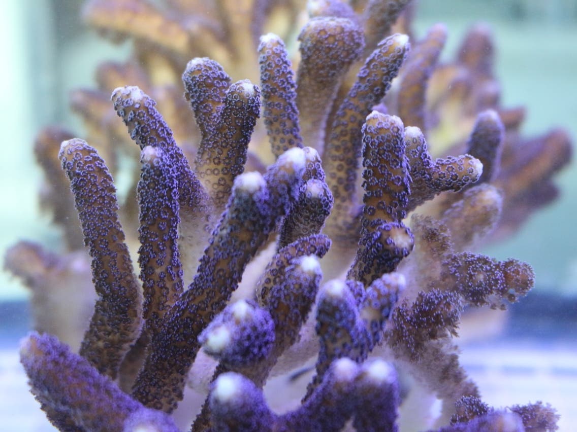 Stylophora pistillata, a common stony coral in the Indo-Pacific.