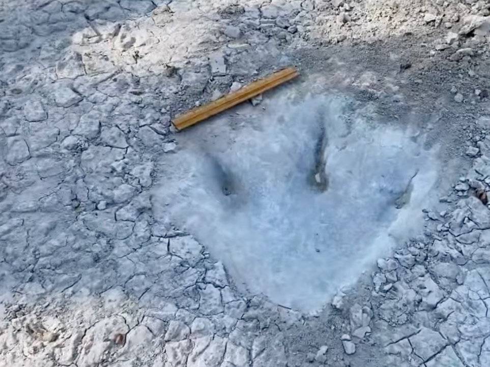 Dinosaur tracks from around 113 million years ago were recently uncovered at Dinosaur Valley State Park in Glen Rose, Texas, after extreme drought conditions dried up the Paluxy River, which runs through the park.