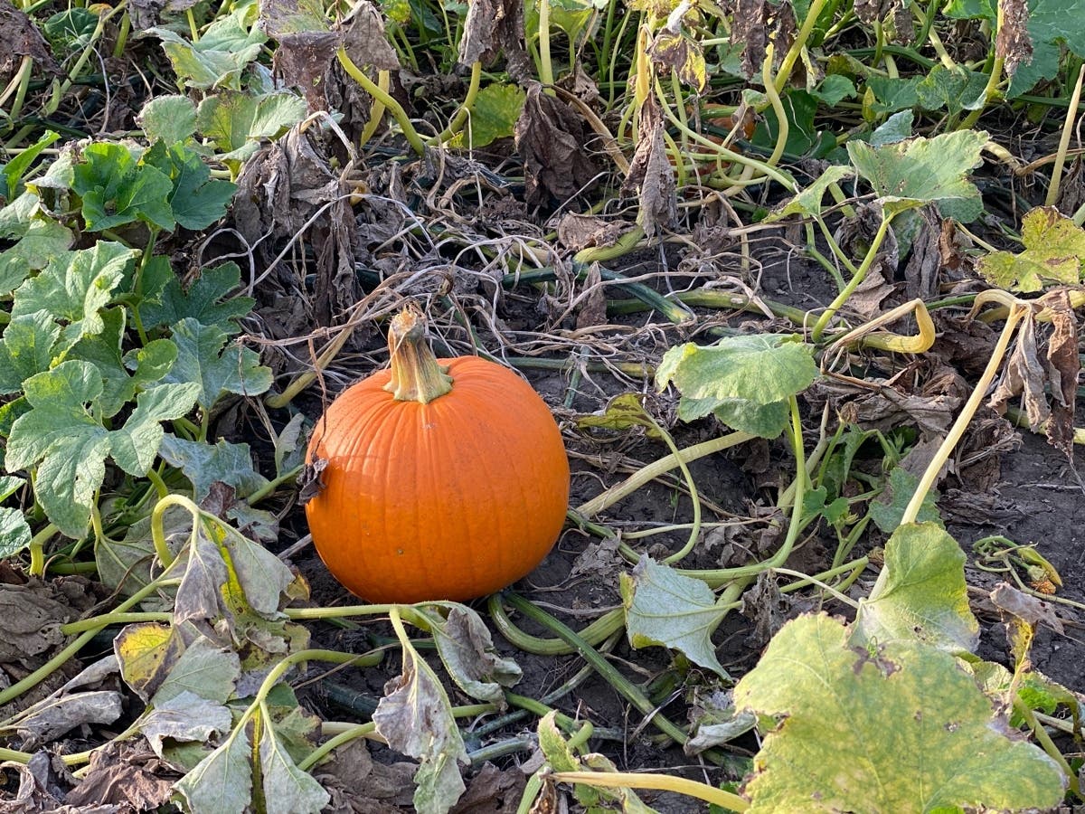 Whether you’re planning to bake a pie, carve a jack-o’-lantern or just add some festive flair to your stoop, there are plenty of places to pick up a pumpkin near Oswego.