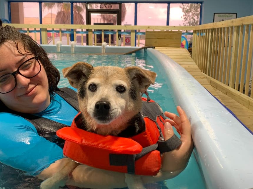 Trainee Canine Hydrotherapist  at K9 Health Center