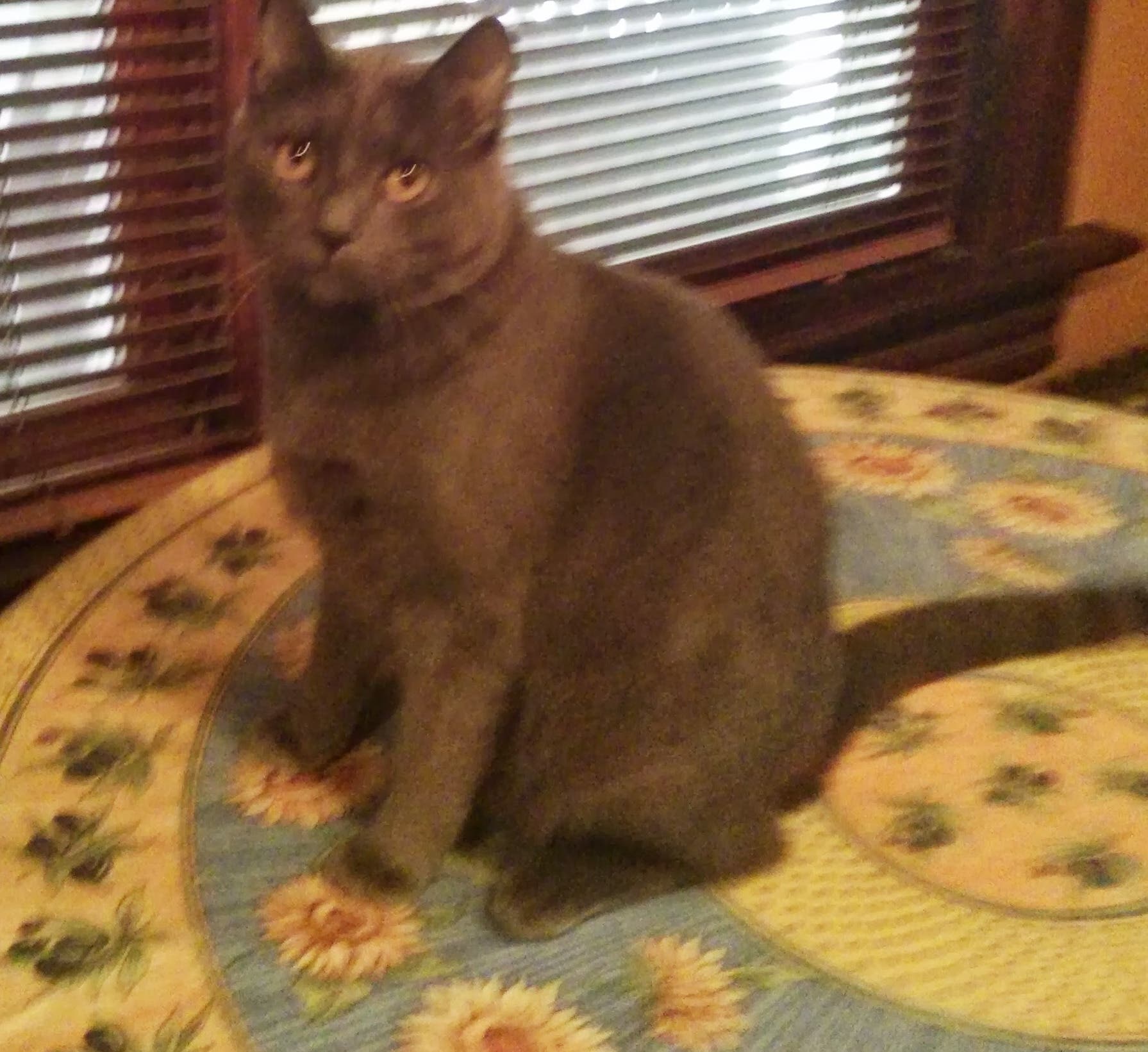 Grey Cat with Orange Eyes Missing since 8/30