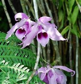 Nature Coast Orchid Society September Meeting