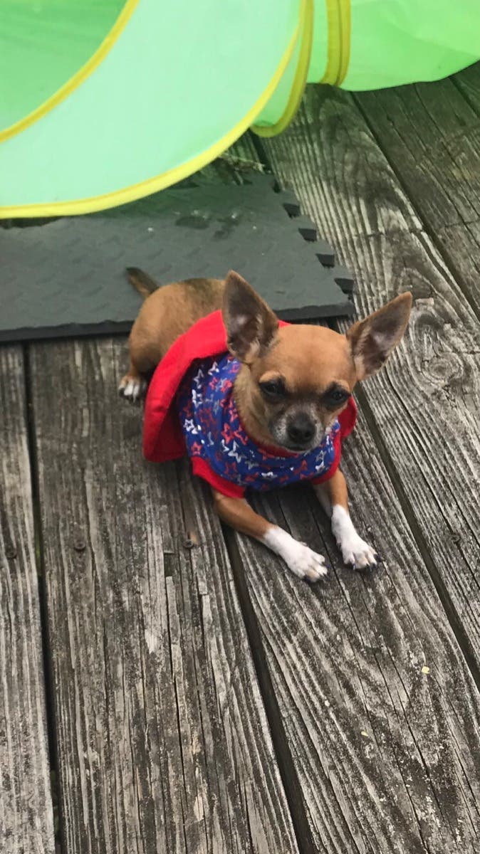 Lost chihuahua